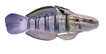 Bullet Goby L