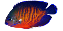 Deep Water Coral Beauty Angel S