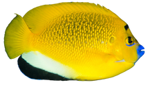 Flagfin Angel S