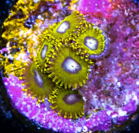Pikachu Zoa Frag