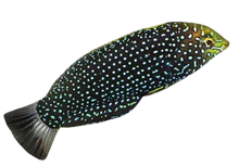 Black Leopard Wrasse