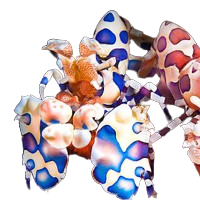 Harlequin Shrimp SHOW M/F Pair