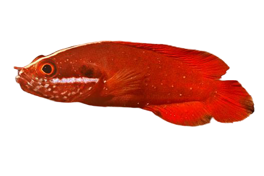 Crazy RARE Blood Red Soapfish