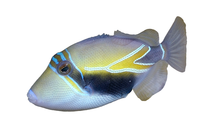 Rectangular Trigger M