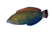 Blue Spotted Wrasse Large