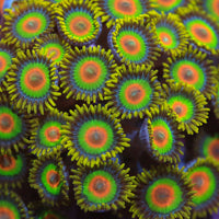 Rasta Zoa Frag