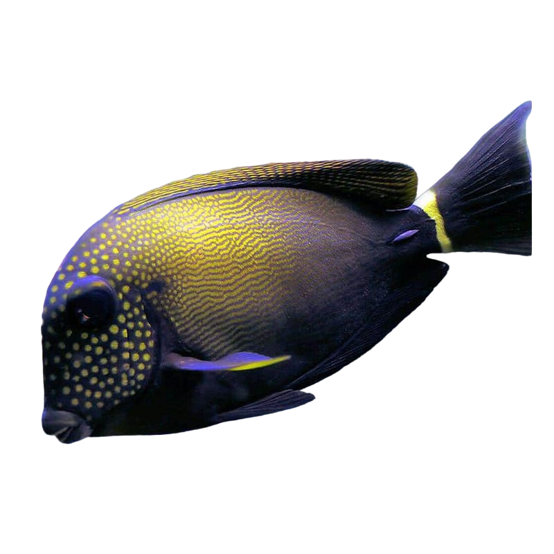 Freckled Tang ML