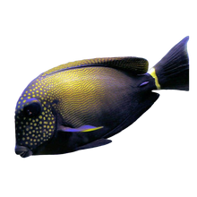 Freckled Tang S