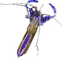Pederson Anemone Shrimp - Carib