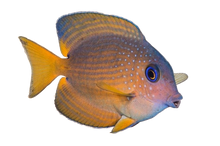 Blue Eye Bristle Tooth Tang SM