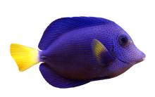 Purple Tang M