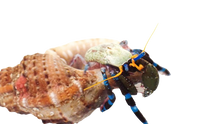 Electric Blue Knuckle Hermit Crab