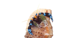Electric Blue Knuckle Hermit Crab