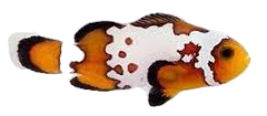 Bullet Hole Clown