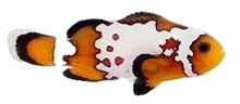 Bullet Hole Clown