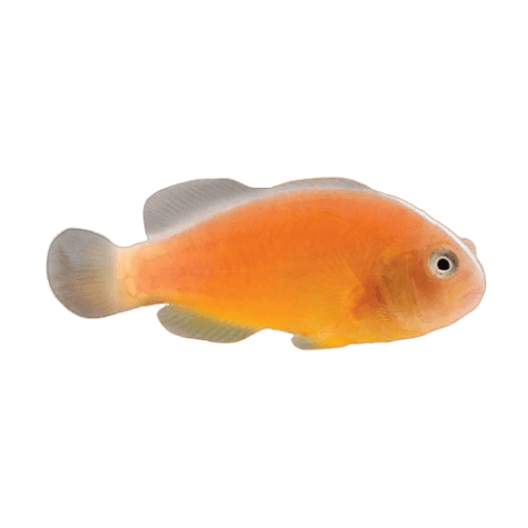 Orange Skunk Clown