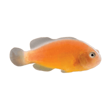 Orange Skunk Clown