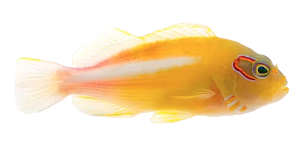 Arc-eye Hawkfish S