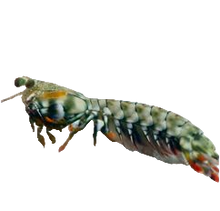 Tiger Mantis Shrimp