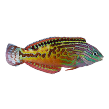 Blue Star Leopard Wrasse Male