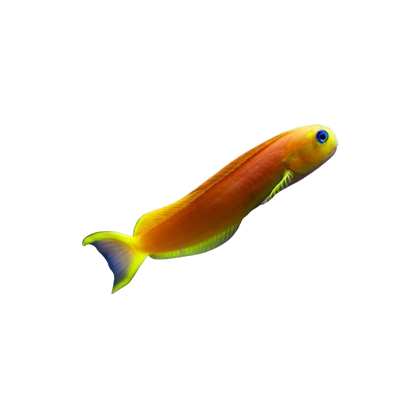 Yellow Midas Blenny S