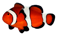 Captive Bred Orange Ocellaris Clown
