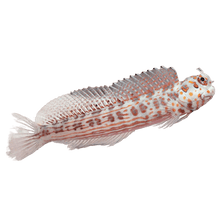 Orangespot Blenny M