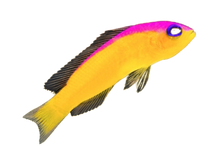 Diadem Dottyback