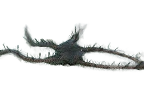 Brittle - Caulerpa Mimic