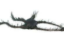 Brittle - Caulerpa Mimic