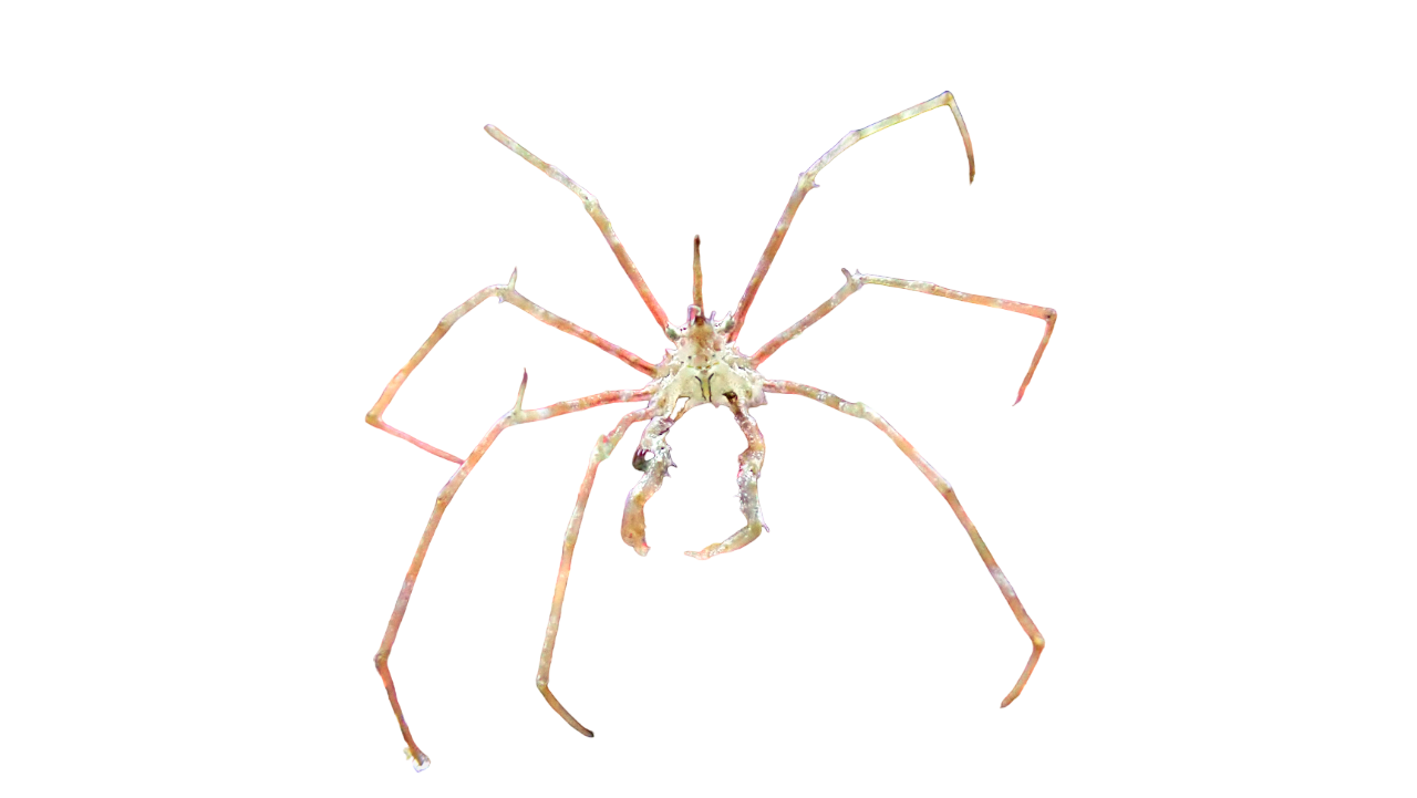 Frilly Arrow Crab