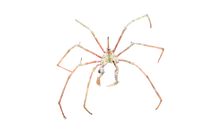Frilly Arrow Crab
