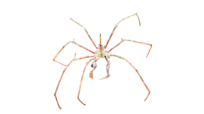 Frilly Arrow Crab