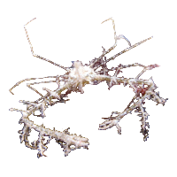 Frilly Arrow Crab