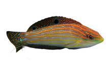 Adorned Wrasse M