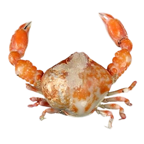 Pebble Crab