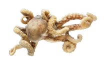 Zebra Octopus