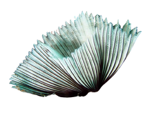 Feather Dusters XL