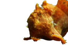 Warty Frogfish - Red M