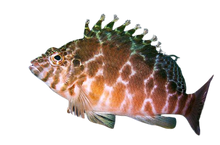Spotted Hawkfish