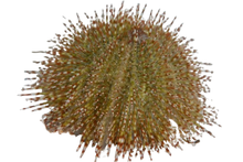 Green Urchin