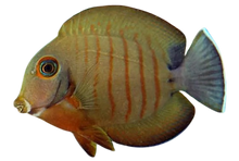 Mimic Eibli Tang M