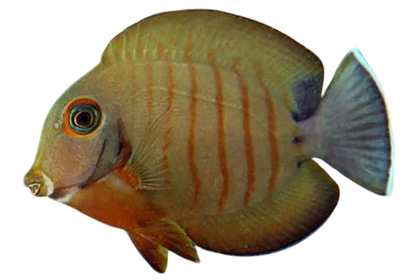 Mimic Eibli Tang M