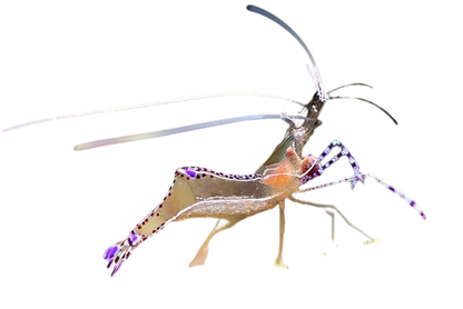 Holthuisi Anemone Shrimp