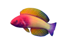 Red Velvet Fairy Wrasse 