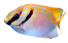 Two Barred Rabbitfish S