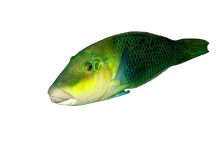 Blackeye Thicklip Wrasse