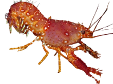 Red Reef Lobster M