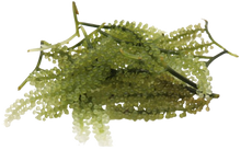 Grape Caulerpa Colony