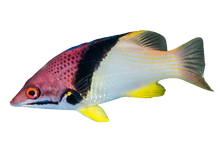 Coral Hogfish - Adult